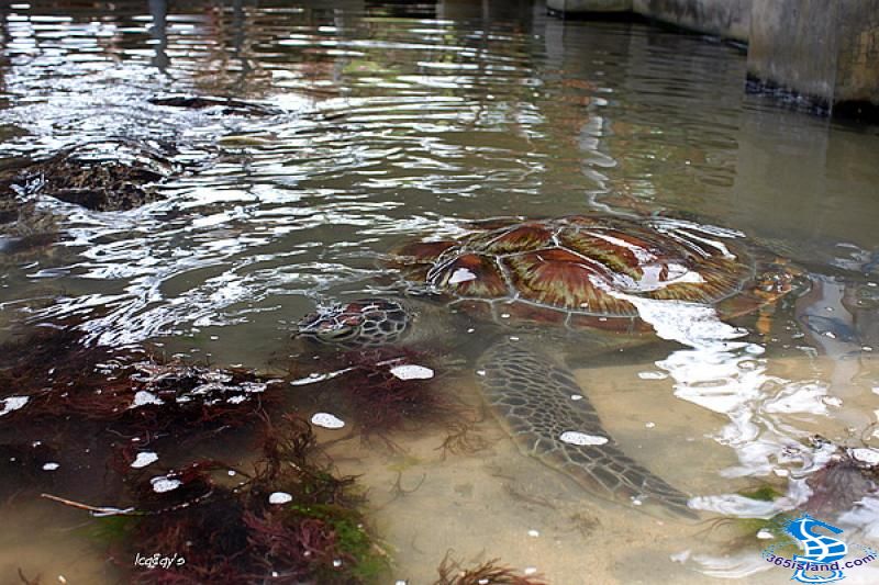 巴厘岛海龟岛4