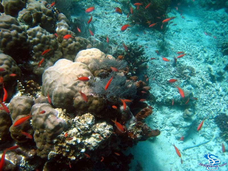 沙巴大堡礁