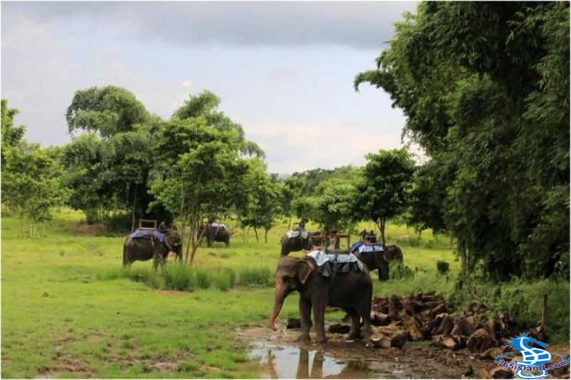 丛林骑大象探索之旅2